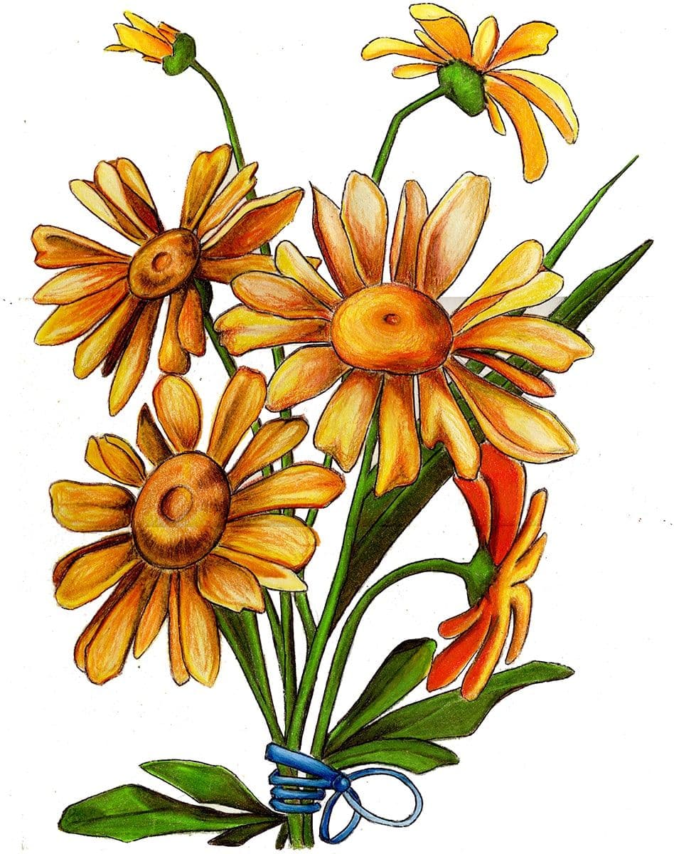 Flowers - daisies